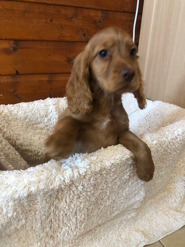gumtree spaniels for sale